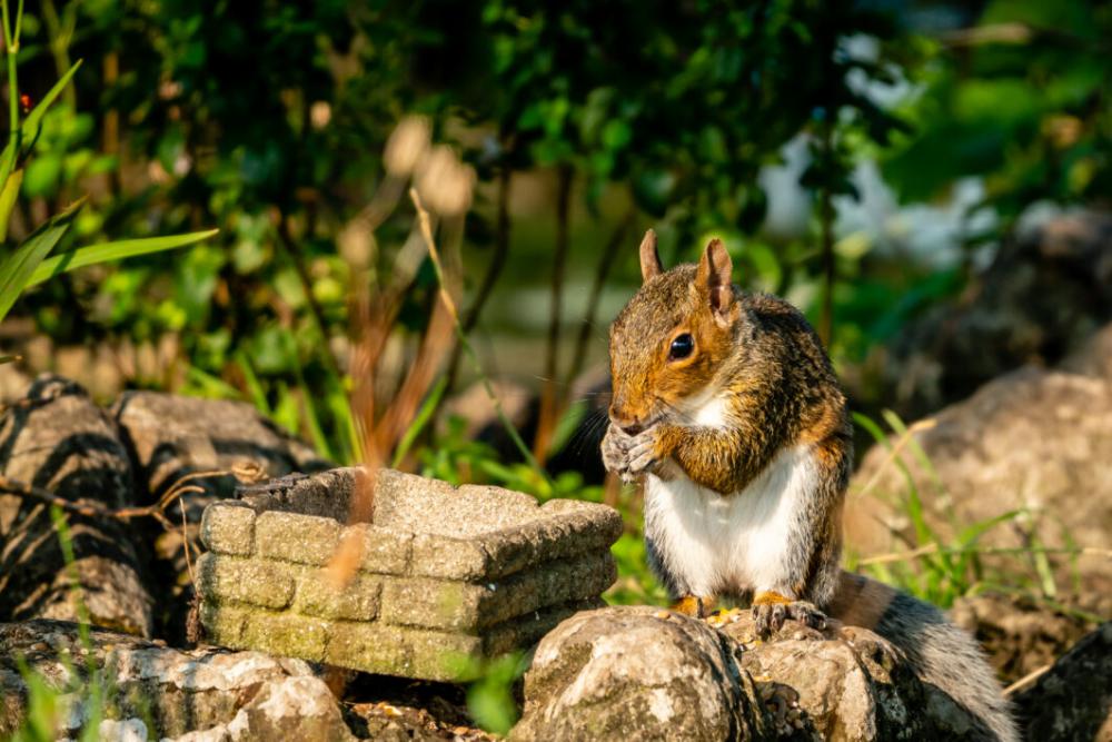 Squirrel Eating Nut Free Stock Photo Squirrel Eating Nut Free Stock Photo