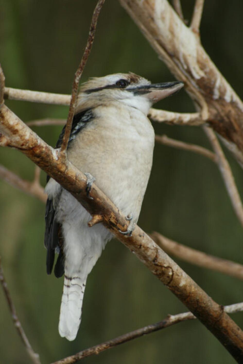 Woodpecker Bird Nature Free Stock Photo Woodpecker Bird Nature Free Stock Photo