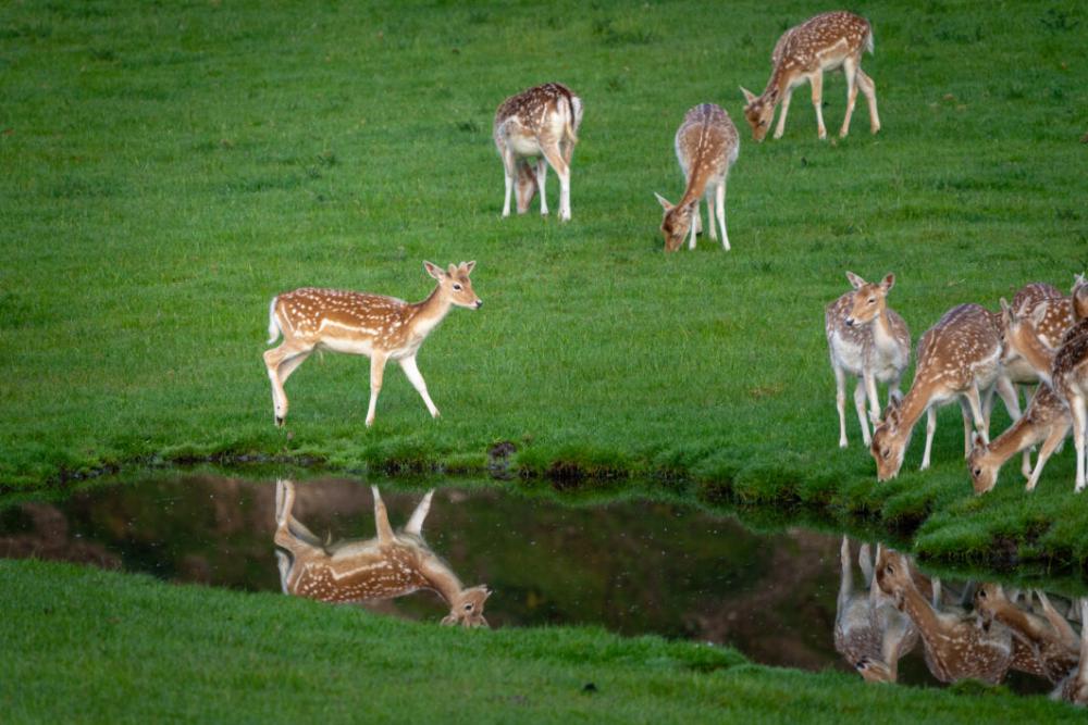 Baby Deers Nature Free Stock Photo Baby Deers Nature Free Stock Photo
