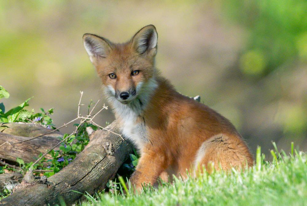 Red Fox Sits In Green Grassy Field Photo Red Fox Sits In Green Grassy Field Photo