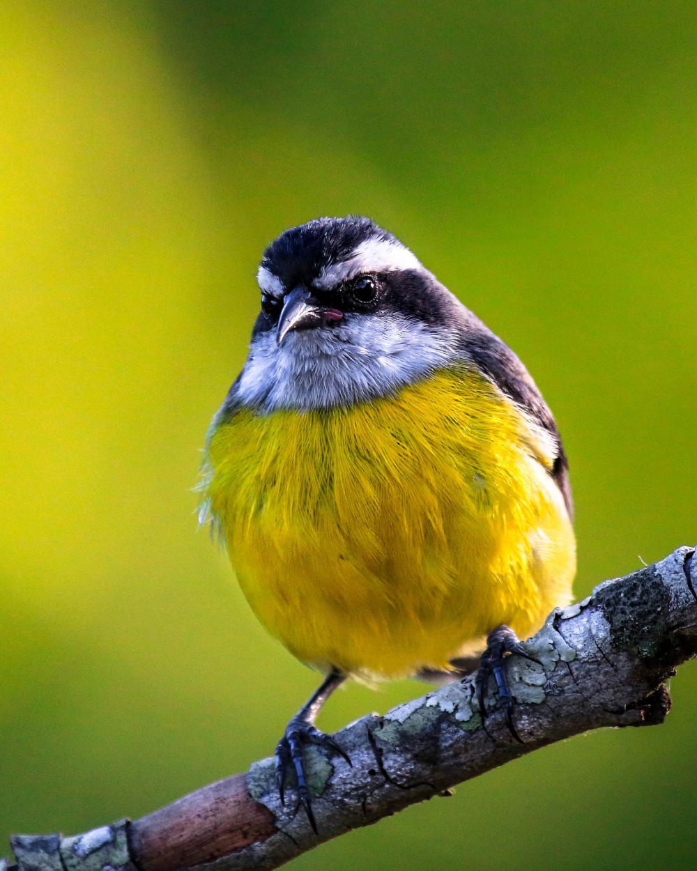 Small Black And White Bird With A Yellow Belly Photo Small Black And White Bird With A Yellow Belly Photo