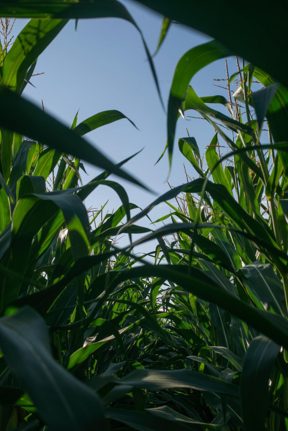 View Between Corn Stocks Against A Blue Sky Photo View Between Corn Stocks Against A Blue Sky Photo
