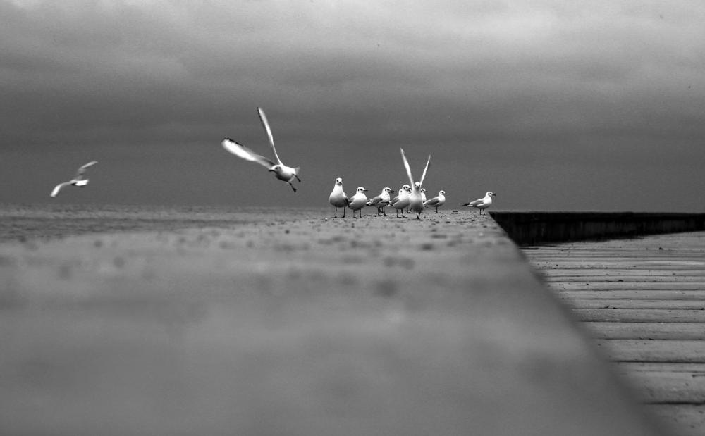 Seagulls On A Concrete Surface Photo Seagulls On A Concrete Surface Photo