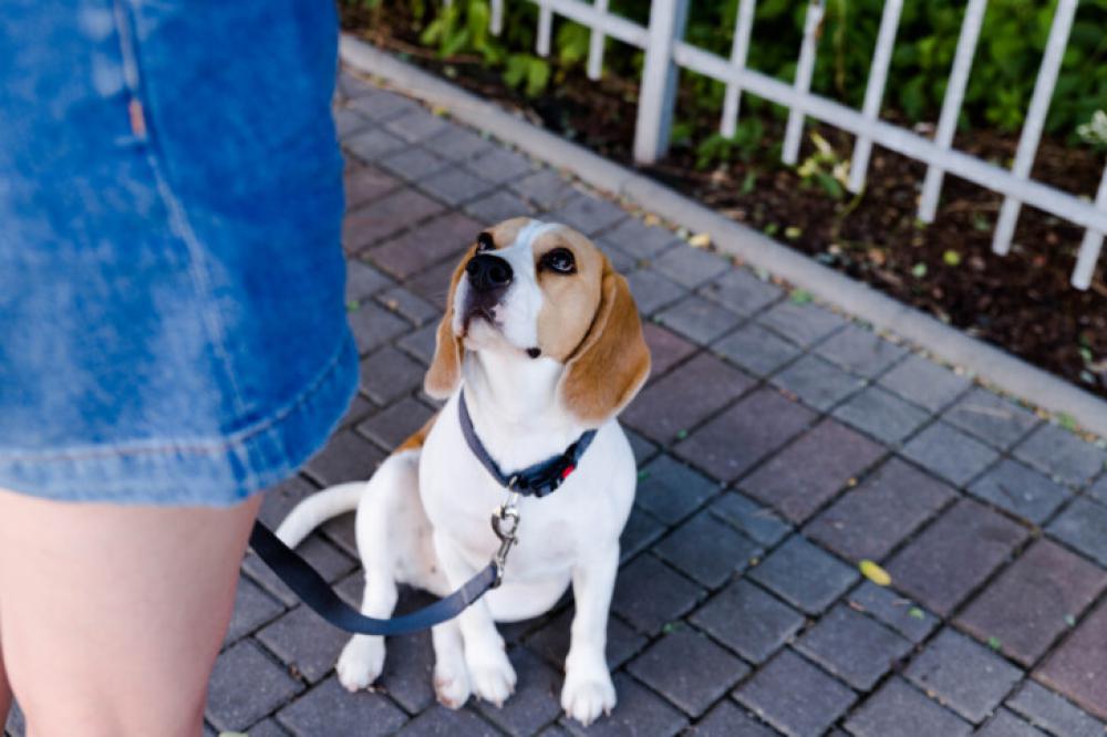 Beagle Dog Sitting on Leash and Looking Up at Owner Outdoors Beagle Dog Sitting on Leash and Looking Up at Owner Outdoors