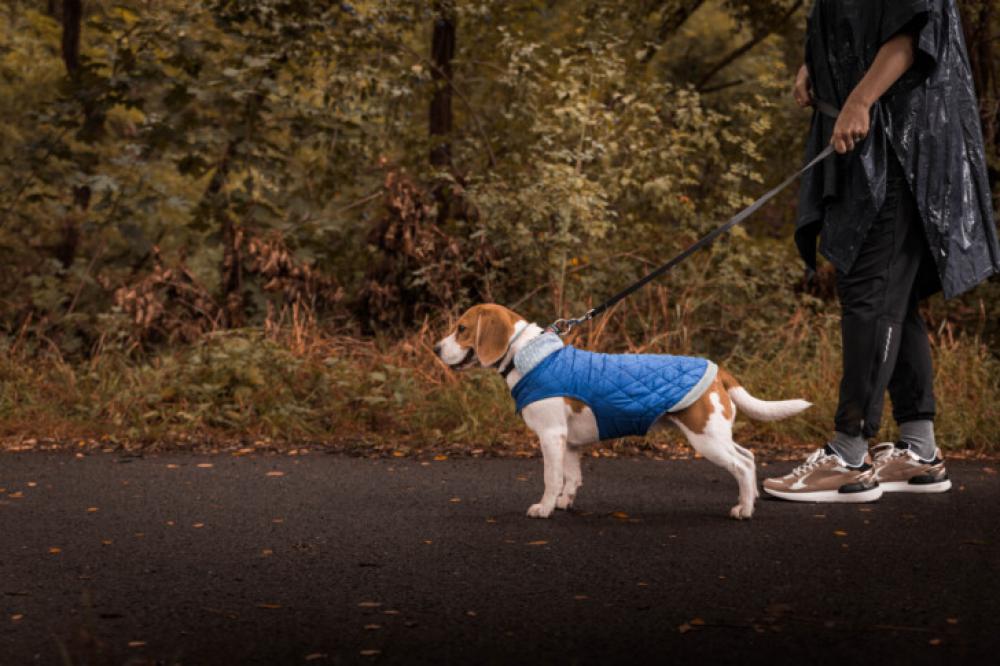 Beagle Dog in Blue Jacket on Leash During Autumn Walk Beagle Dog in Blue Jacket on Leash During Autumn Walk