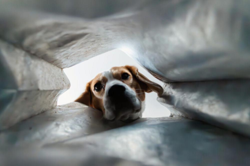 Curious Dog Peeking Into a Bag – Beagle’s Funny Perspective Curious Dog Peeking Into a Bag – Beagle’s Funny Perspective