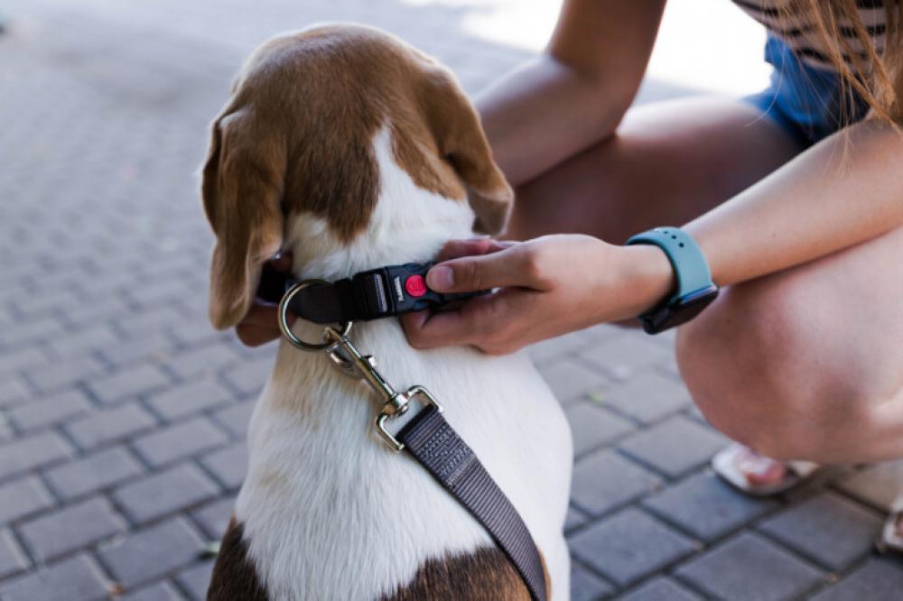 Putting on Dog Leash for a Walk – Pet Care Outdoors Putting on Dog Leash for a Walk – Pet Care Outdoors