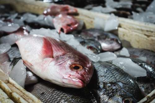 Balinese Red Snapper fish