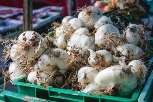 Dirty garlic on a market