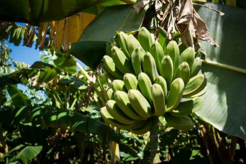 Green unripe bananas on a tree