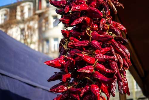 Hanging dried chili peppers