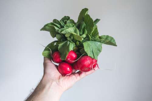 Holding fresh radishes in hand