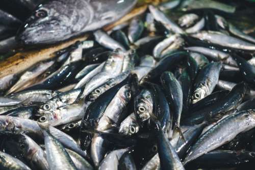 Sardines close up