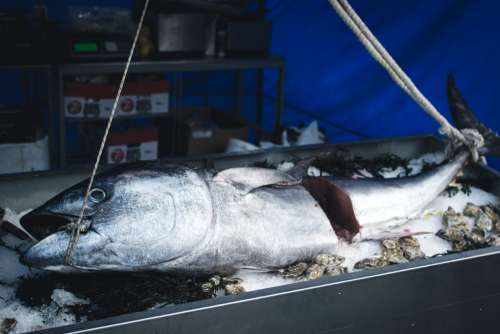 Tuna at a market