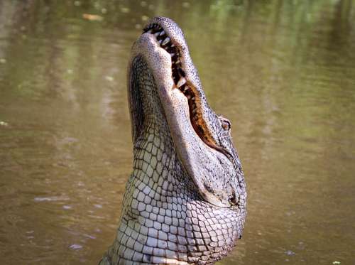 American Alligator in Louisiana Swamp free photo