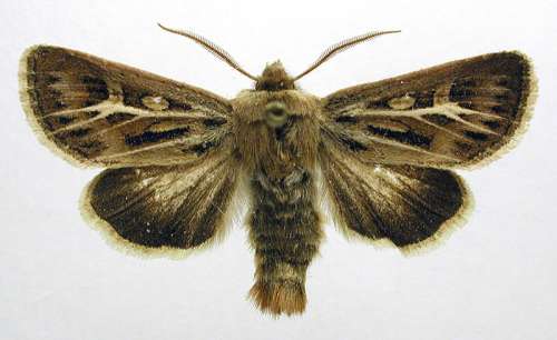 Antler Moth Adult - Cerapteryx graminis free photo