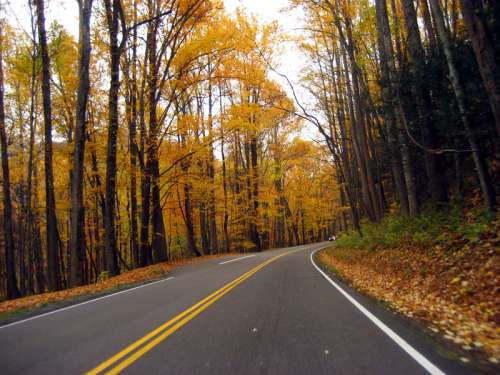 Autumn roadway between the trees in Great Smoky Mountains National Park, Tennessee free photo