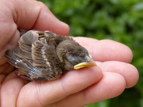 Baby Sparrow being held in hand free photo