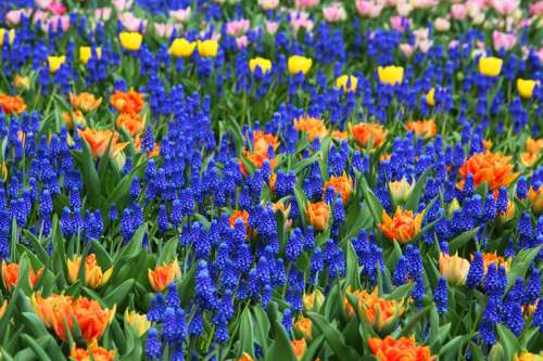 Background of blue, orange, and yellow flowers free photo