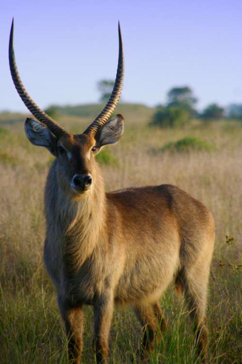 Beautiful Impala Antelope in the wild free photo