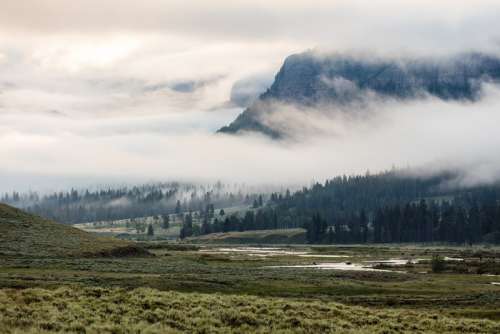 Bison crossing Soda Butte Creek on a foggy morning free photo