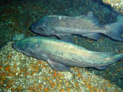 Bocaccio rockfish - Sebastes paucispinis free photo
