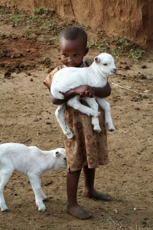 Boy carrying young lambs in Kenya, Africa free photo