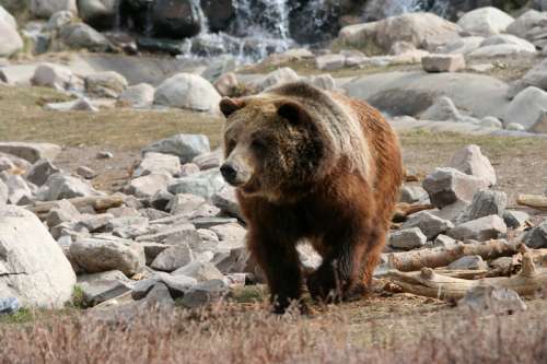 Brown Bear in Yellowstone National Park, Wyoming free photo