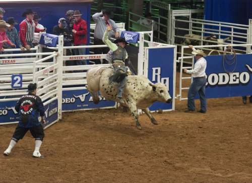 Bull Riding in arena in Austin, Texas free photo