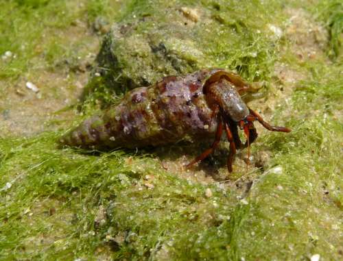 Clibanarius erythropus - A species of Hermit Crab free photo