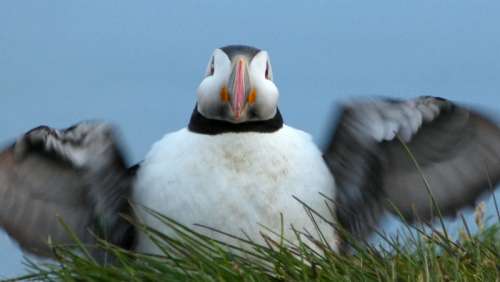 Close Up of a Puffin in the Grass free photo