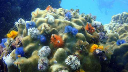 Colorful Marine Wildlife free photo