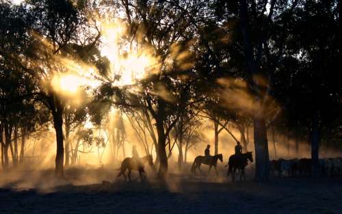 Cowboys in the landscape with light exploding from the trees free photo