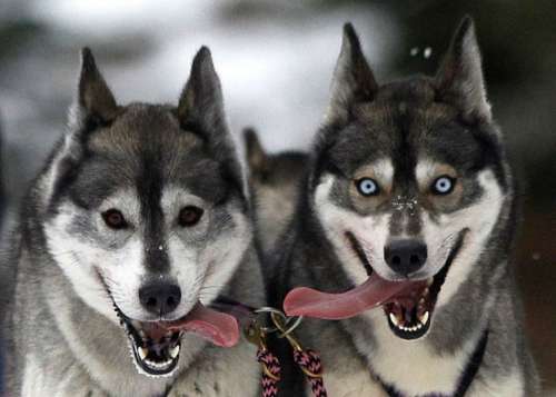 Excited sled-pulling dogs with tongues out free photo
