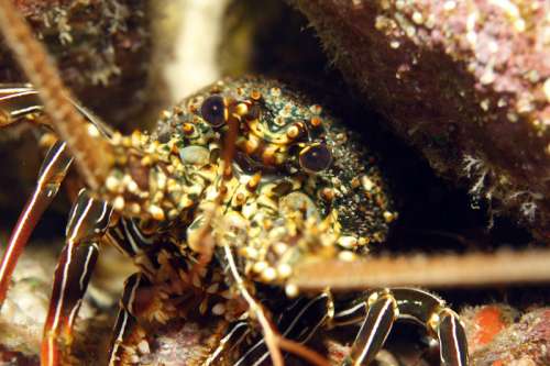 Face of the Lobster on the seafloor free photo