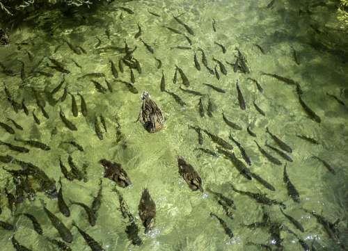 Fish and ducks in the water at Plitvice Lakes National Park, Croatia free photo