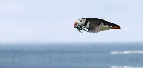 Flying Puffin with fish in mouth free photo