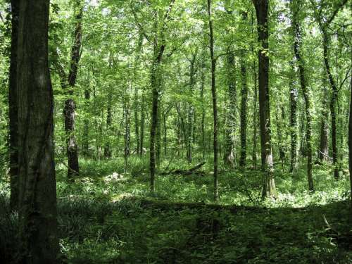 Forest at Otter Creek Outdoor Recreation Area, Kentucky free photo