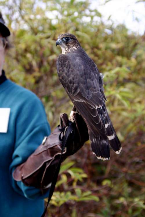 Forest Merlin - Falco columbarius free photo