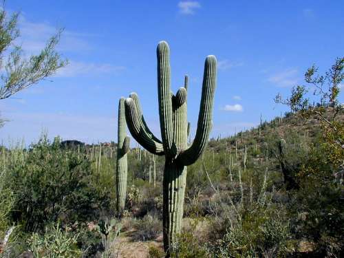 Giant Saguaro Cactus in Saguaro National Park, Arizona free photo
