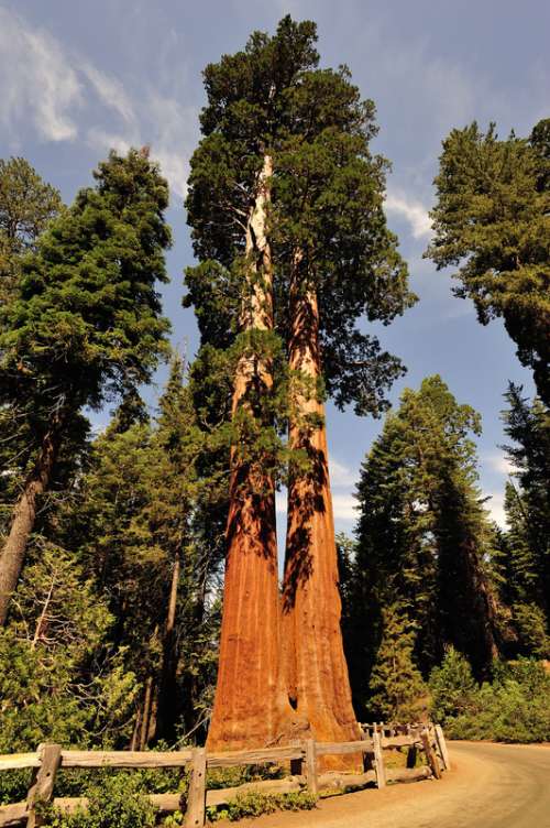 The giant trees of Sequoia National Park, California free photo