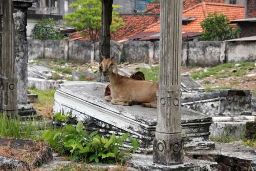 Goat sitting in a cemetery in Surabaya, Indonesia free photo