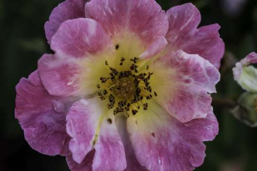 Great Closeup of an inner rose free photo