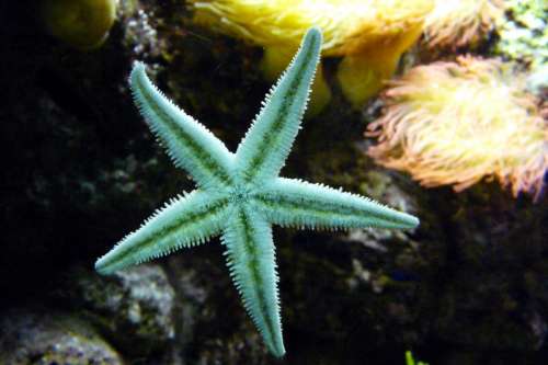 Green Starfish in the ocean free photo