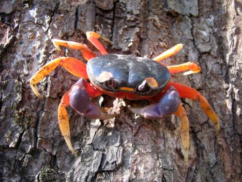 Halloween moon crab - Gecarcinus quadratus free photo