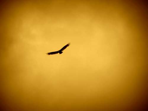 Hawk against the orange sky  free photo
