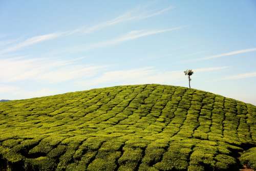 Hill Farm landscape in Munnar, India free photo