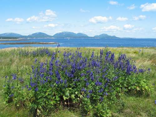 Hills and fields landscape in Acadia National Park, Maine free photo