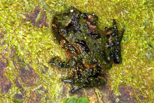 Hochstetter's Frog sitting on Moss - Leiopelma hochstetteri free photo