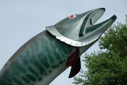 Husky the Muskie Fish Statue in Kenora, Ontario, Canada free photo